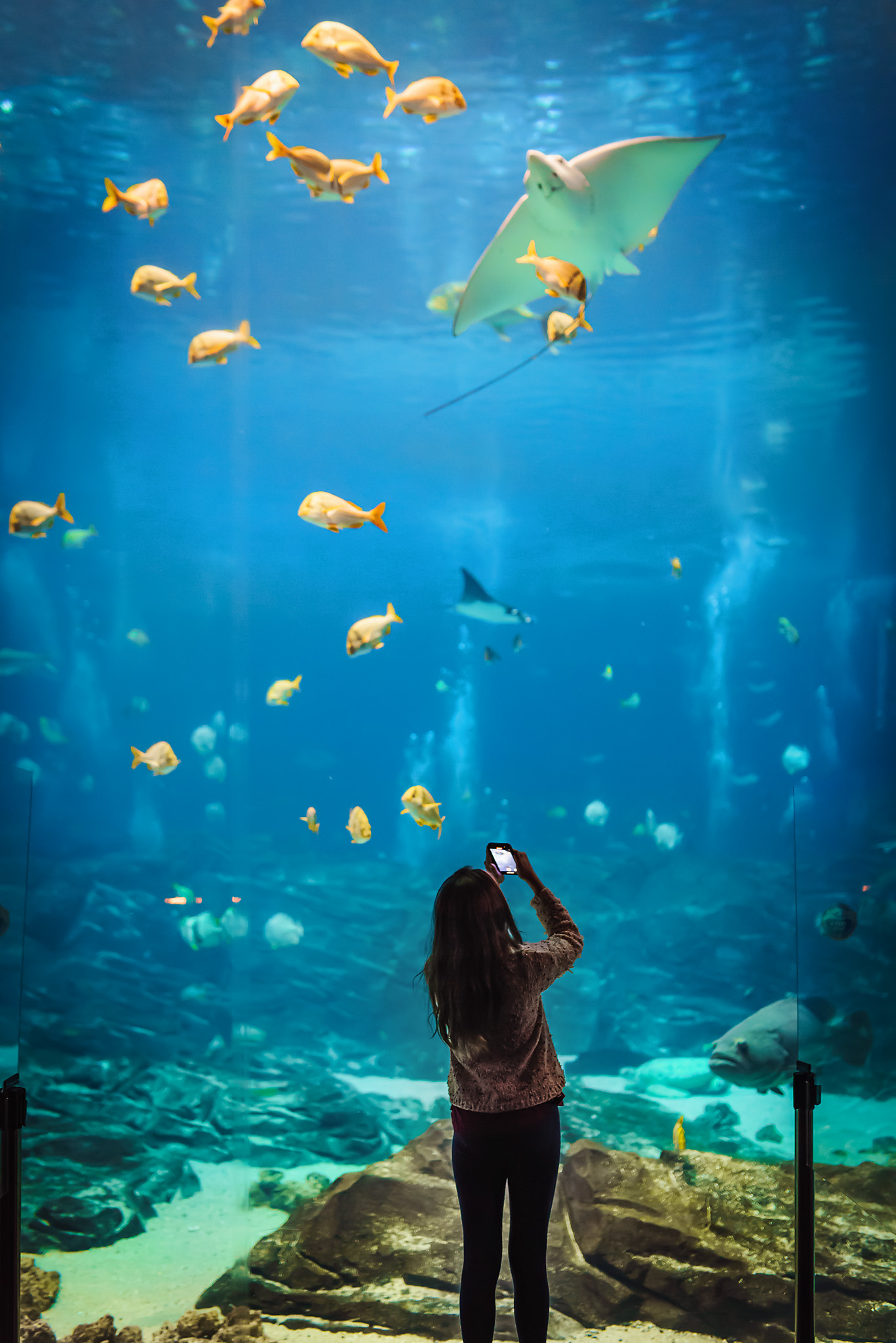 how much is the aquarium in atlanta