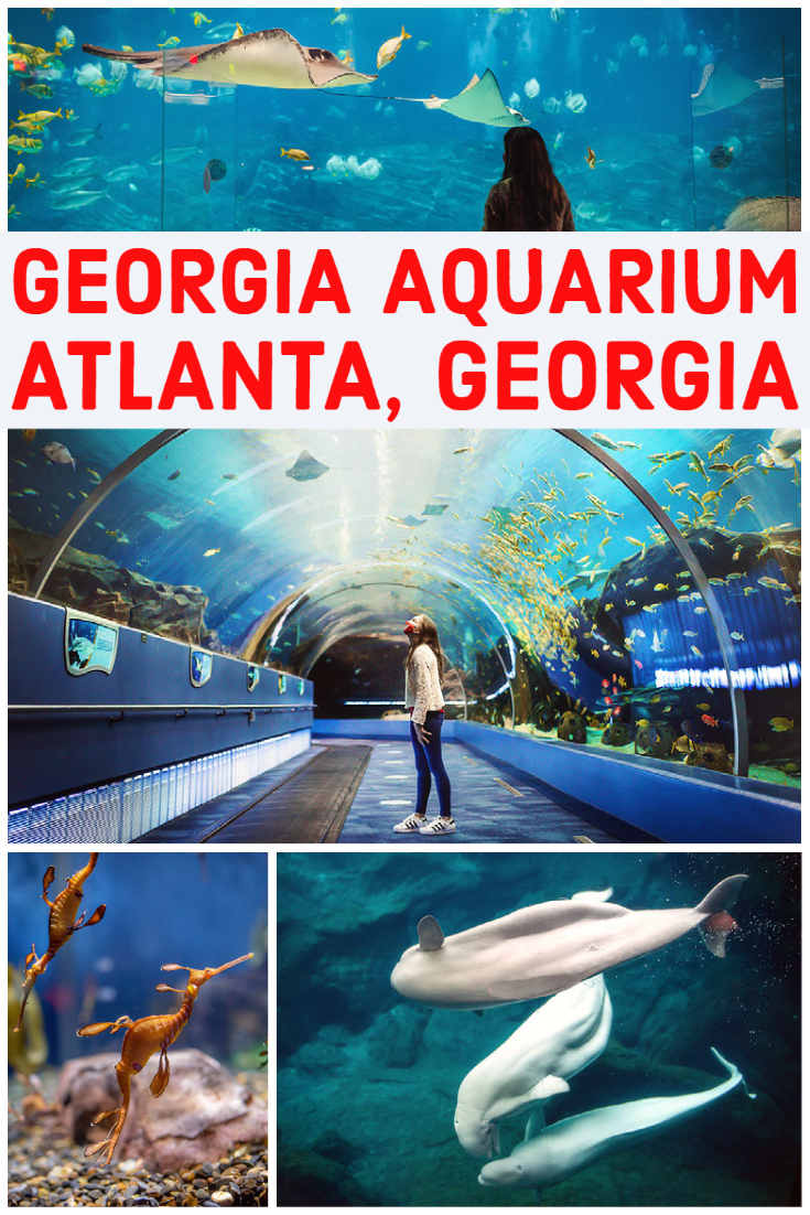 georgia aquarium in atlanta