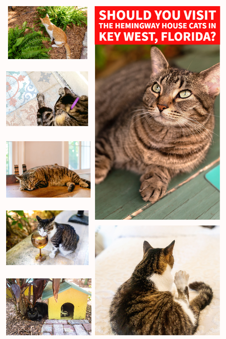 6 toe cats Key West