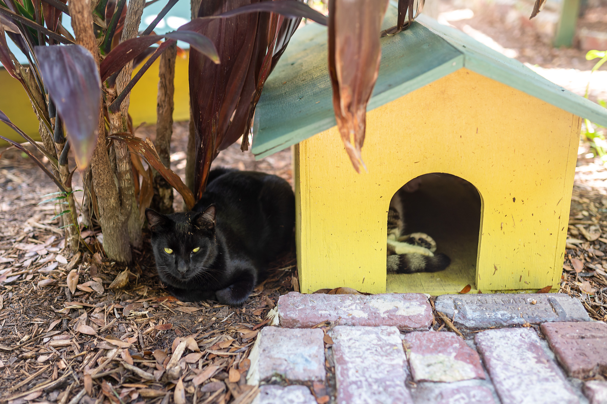 hemingway house cats 