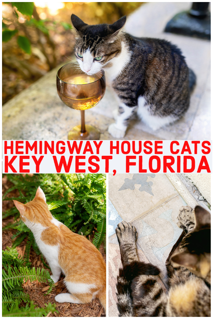 Key West 6 toe cats
