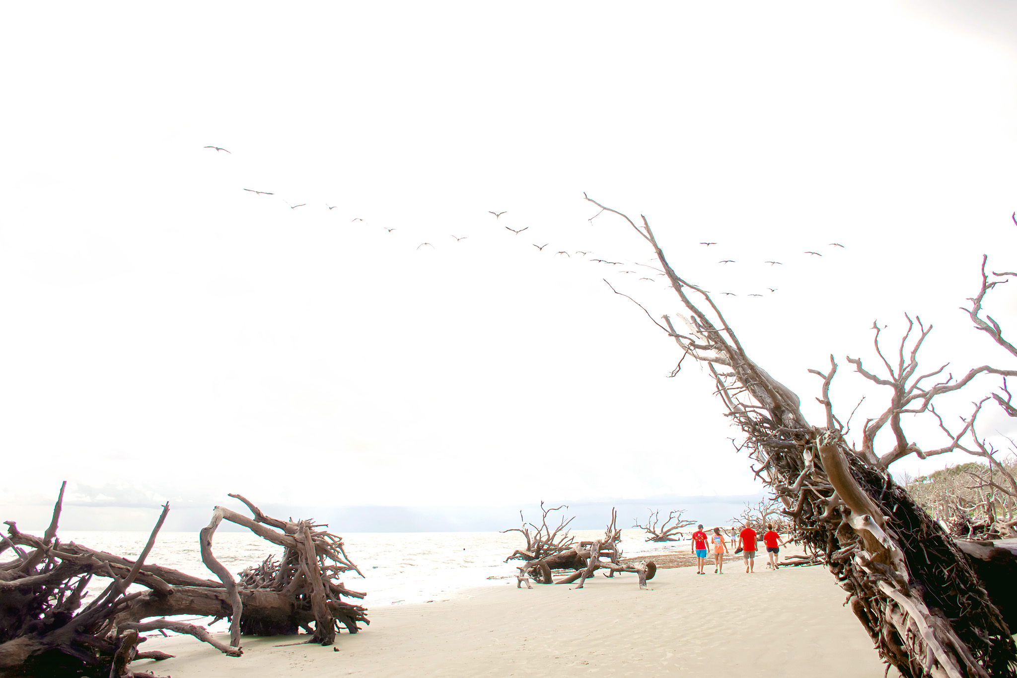 driftwood beach ga