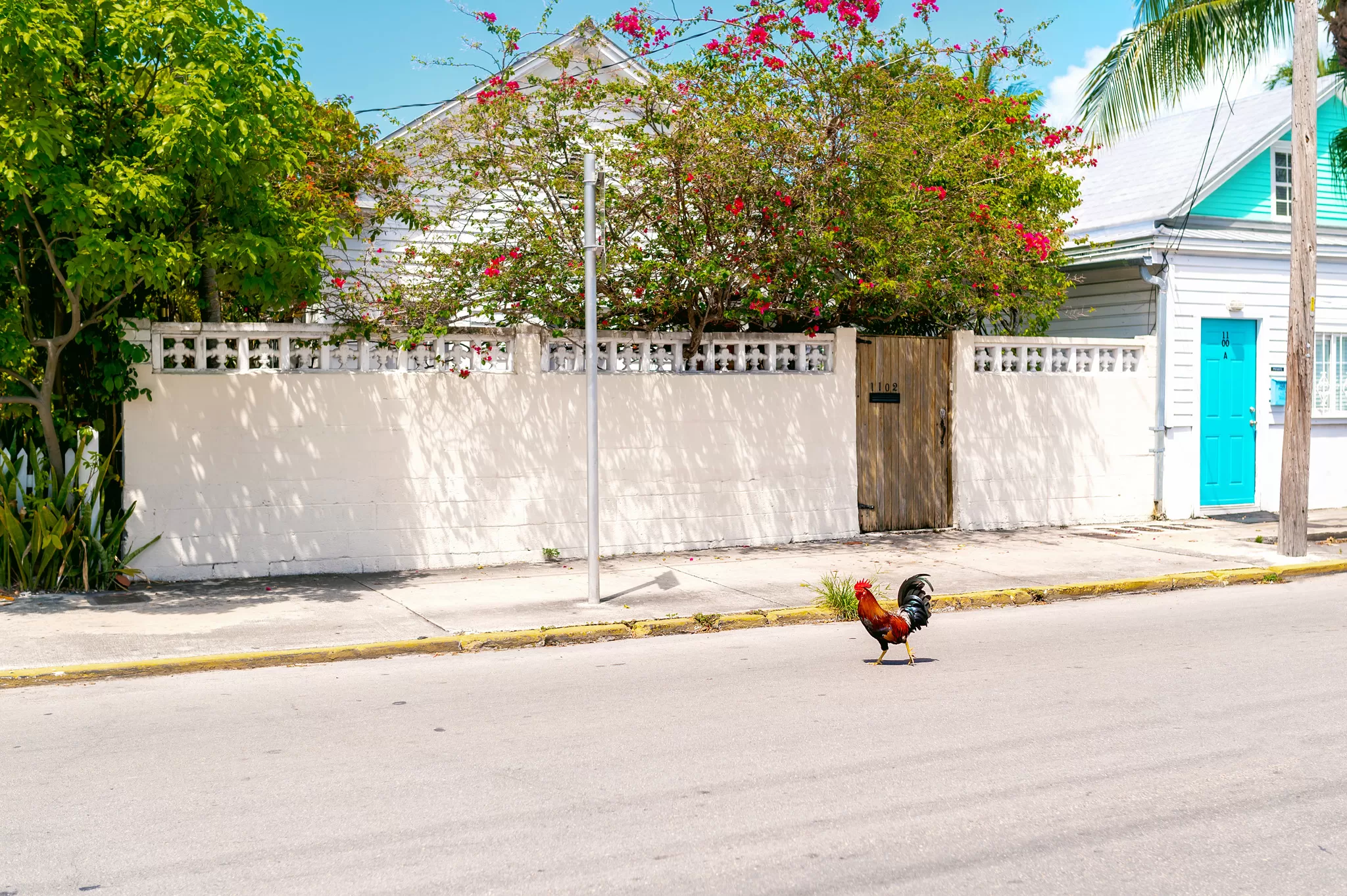 a rooster crossing the road in Key West with pink flowers in the background