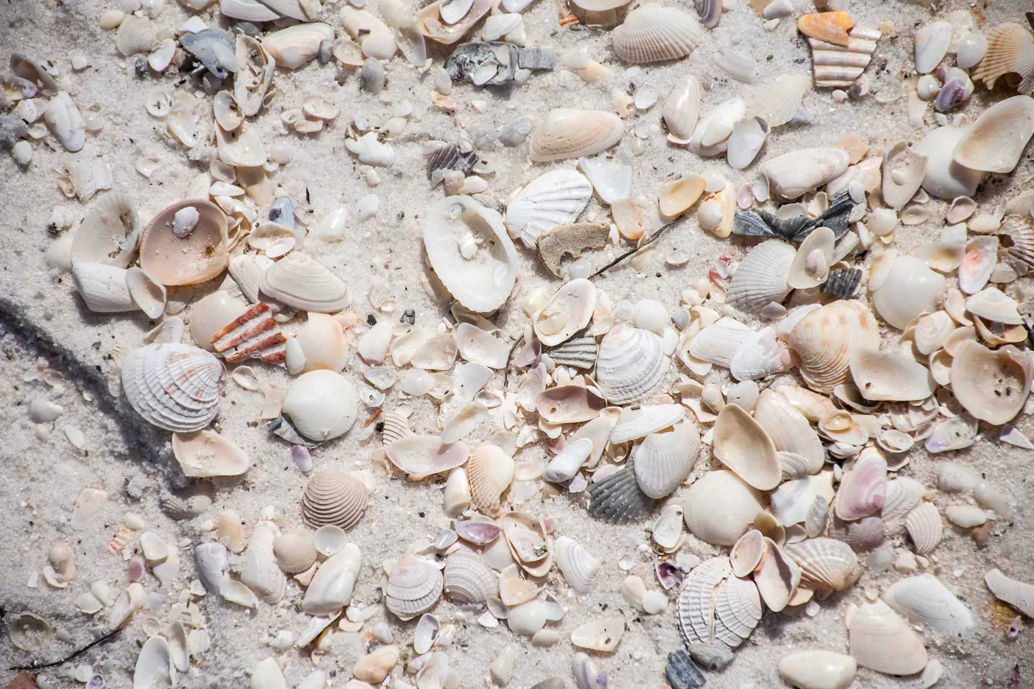 Shells at Shell Island in Panama City Beach