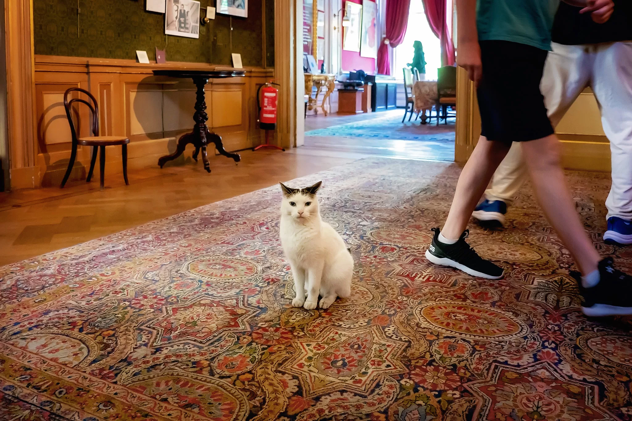 A cat inside the Katten Kabinet Museum Amsterdam