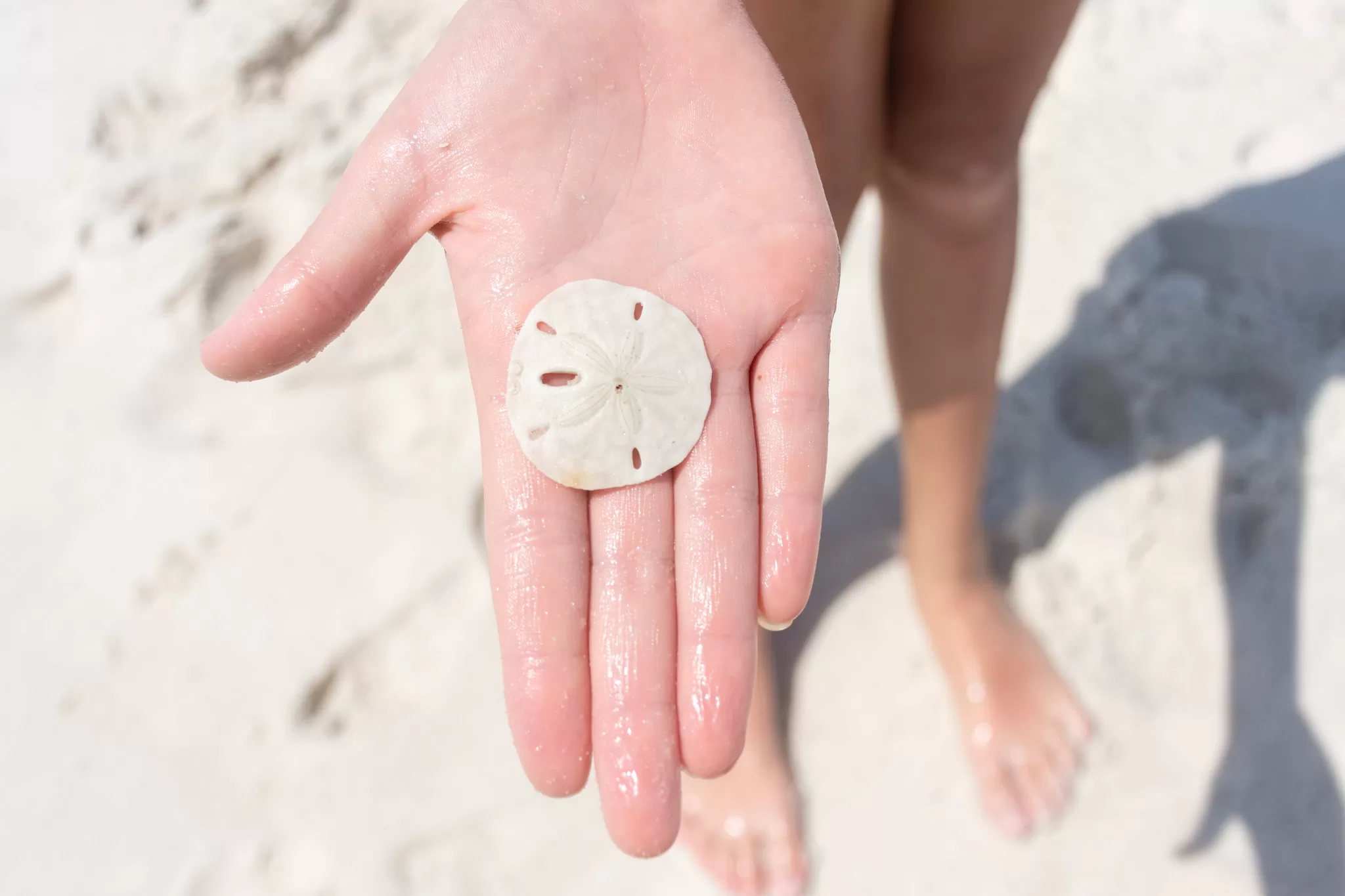 kid find a sanddollar at Shell Island in Panama City Beach