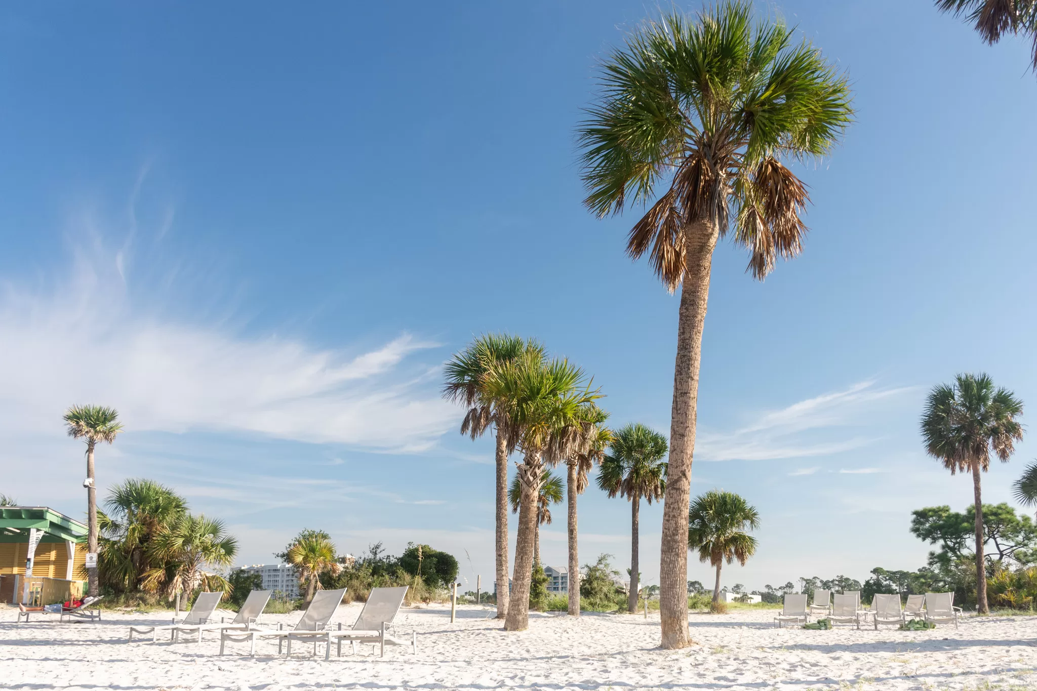 Image of Palm trees and white sand in Panama City Beach FLorida