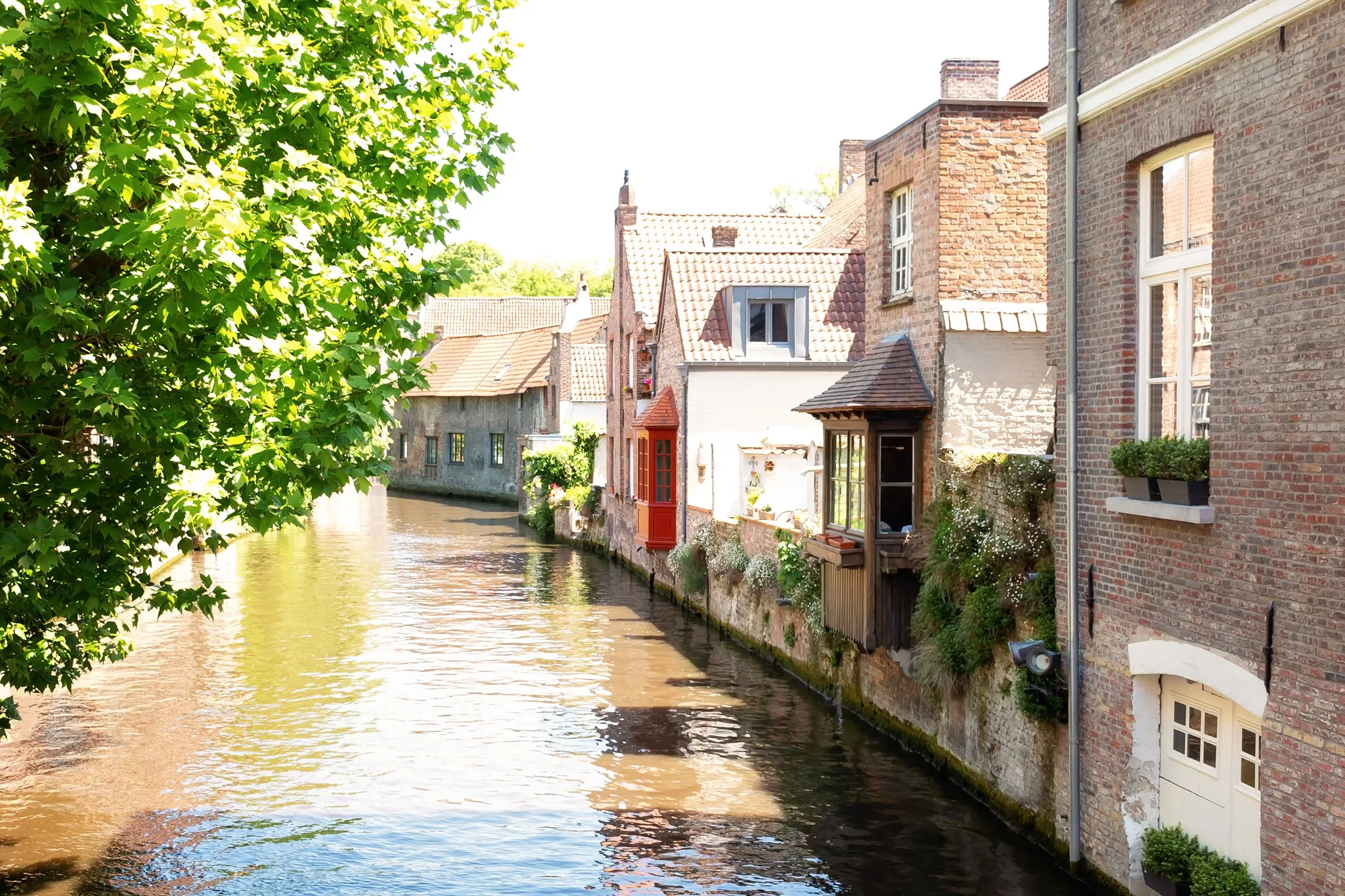 This Bruges Day Trip Itinerary Image shows the canals that run through Bruges with historic homes and greenery hanging over the edge along the water