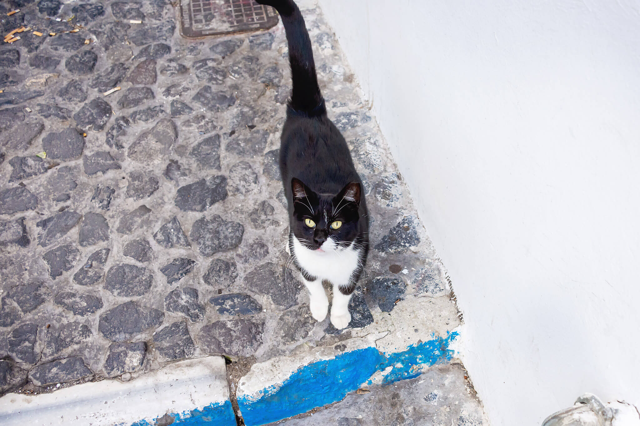 Santorini Cats