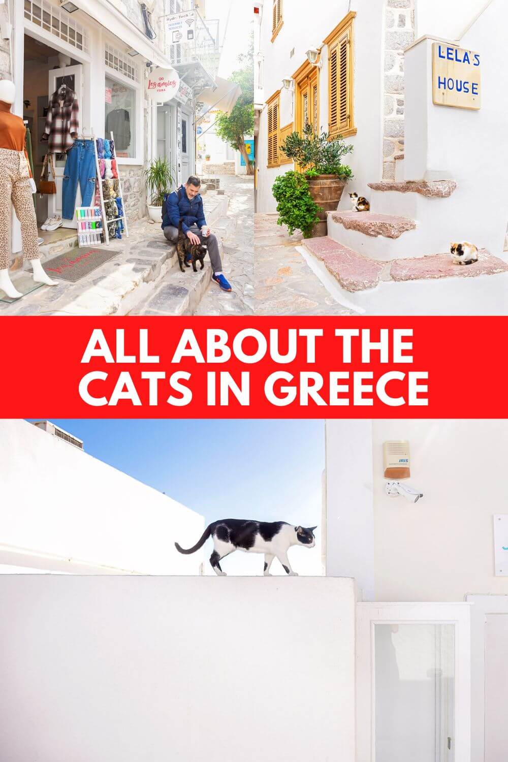 Stray Cats in Athens