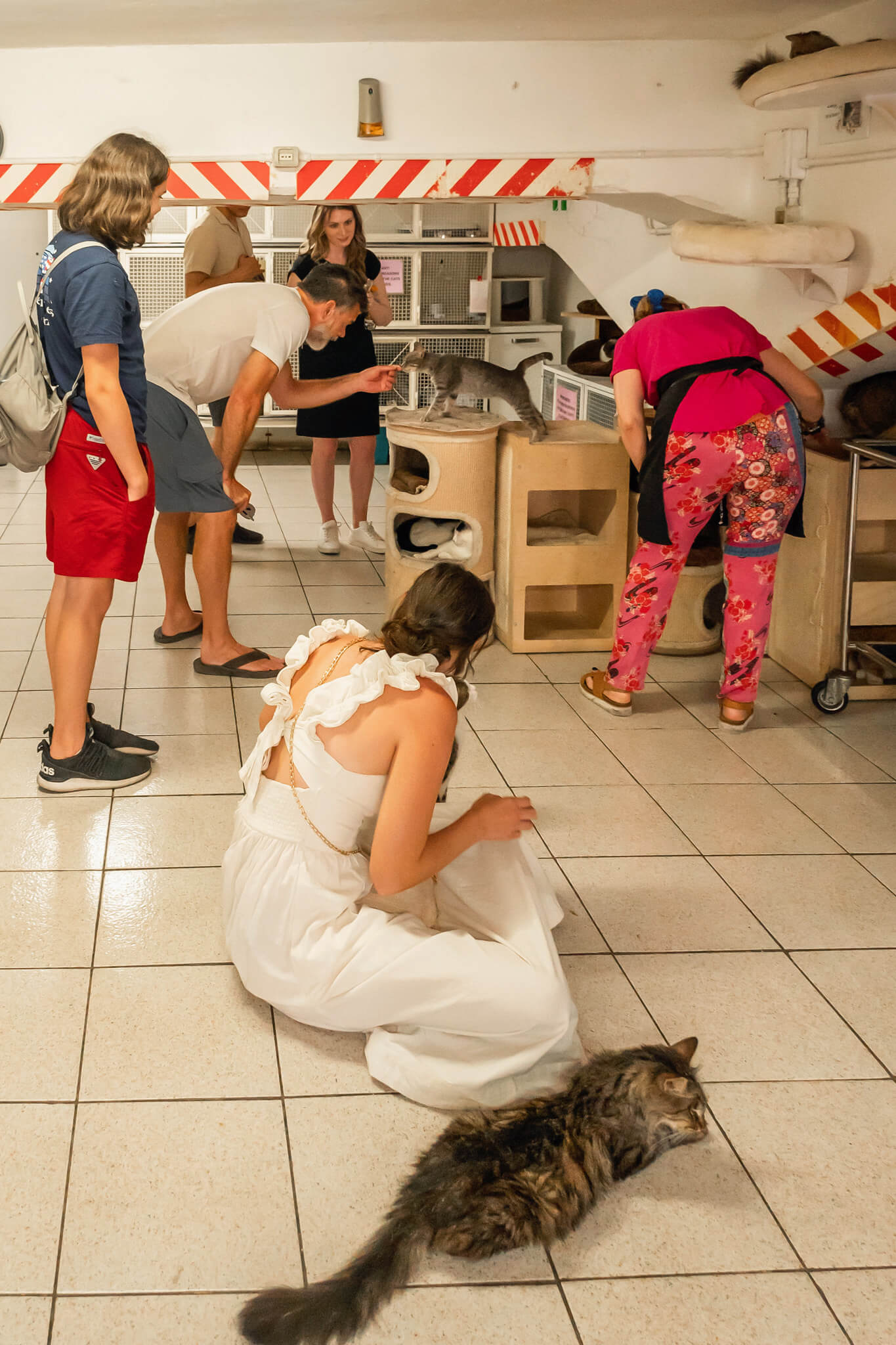 Torre Argentina Cat Sanctuary in Rome Italy at Largo di Torre Argentina archeological site