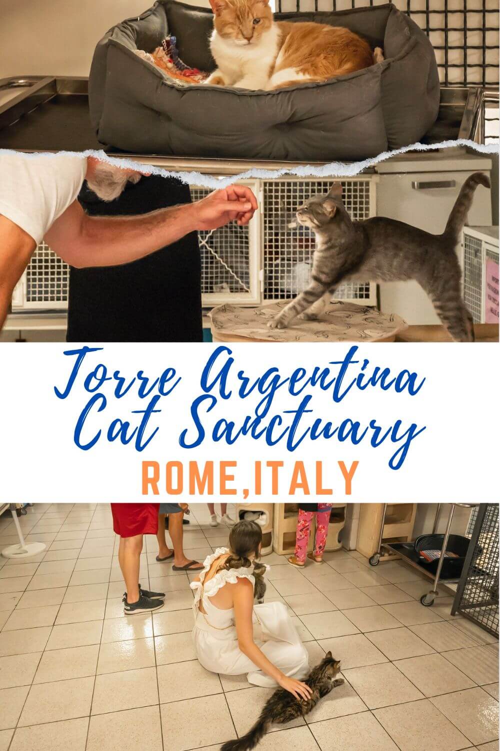 Torre Argentina Cat Sanctuary in Rome Italy Rescue Cats