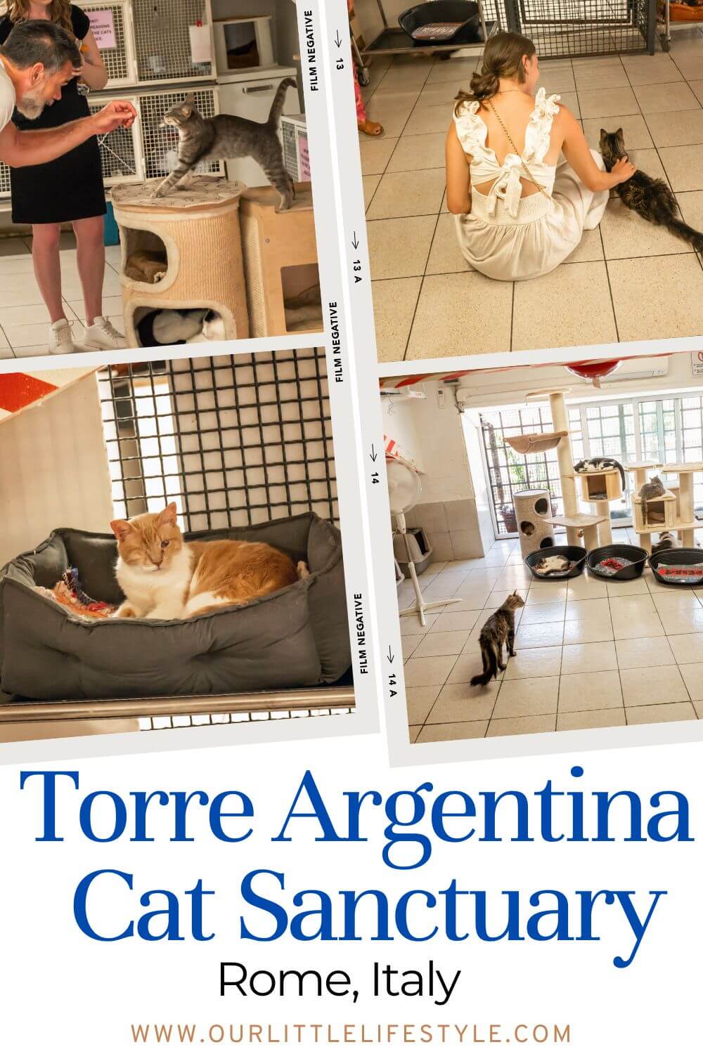 Torre Argentina Cat Sanctuary in Rome