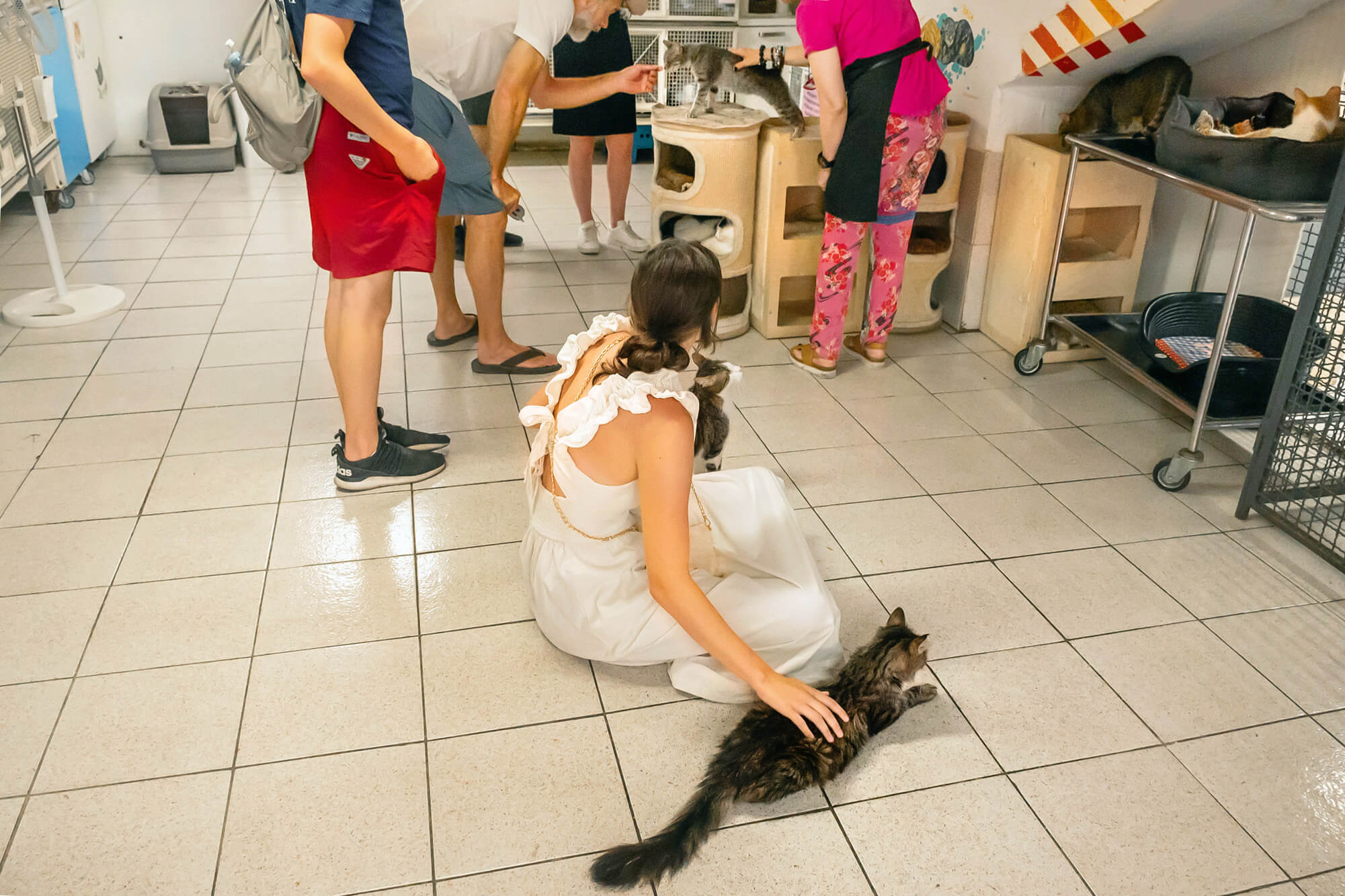 Cat Sanctuary In Rome Torre Argentina Rome Italy