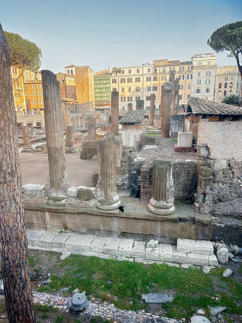 Cats in Rome Ruins Photos