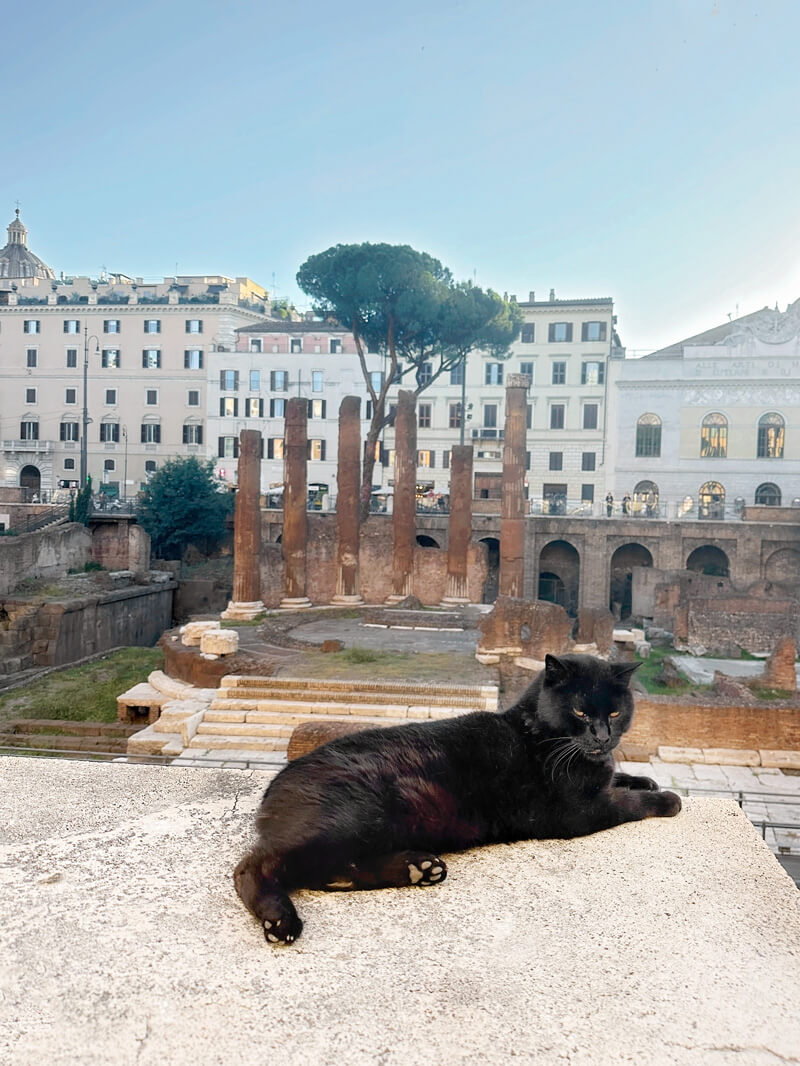Cats in Rome Ruins