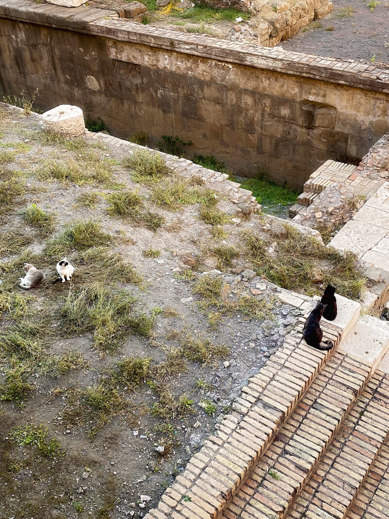 Cats in Rome Torre Argentina