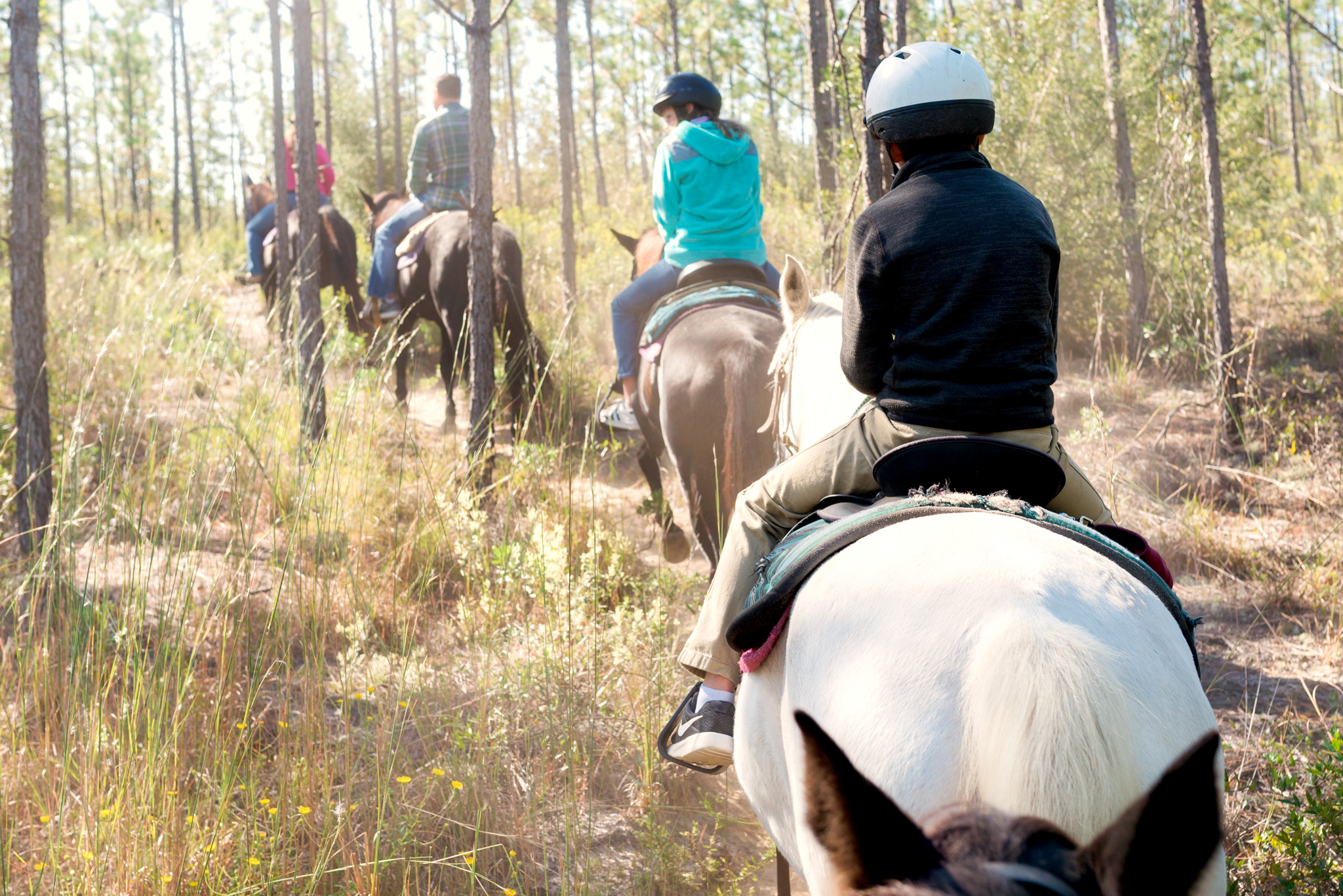 Horseback Riding in Panama City Beach, Florida: A Complete Guide