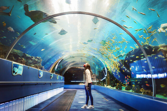 Guide To Visiting The Georgia Aquarium In Downtown Atlanta