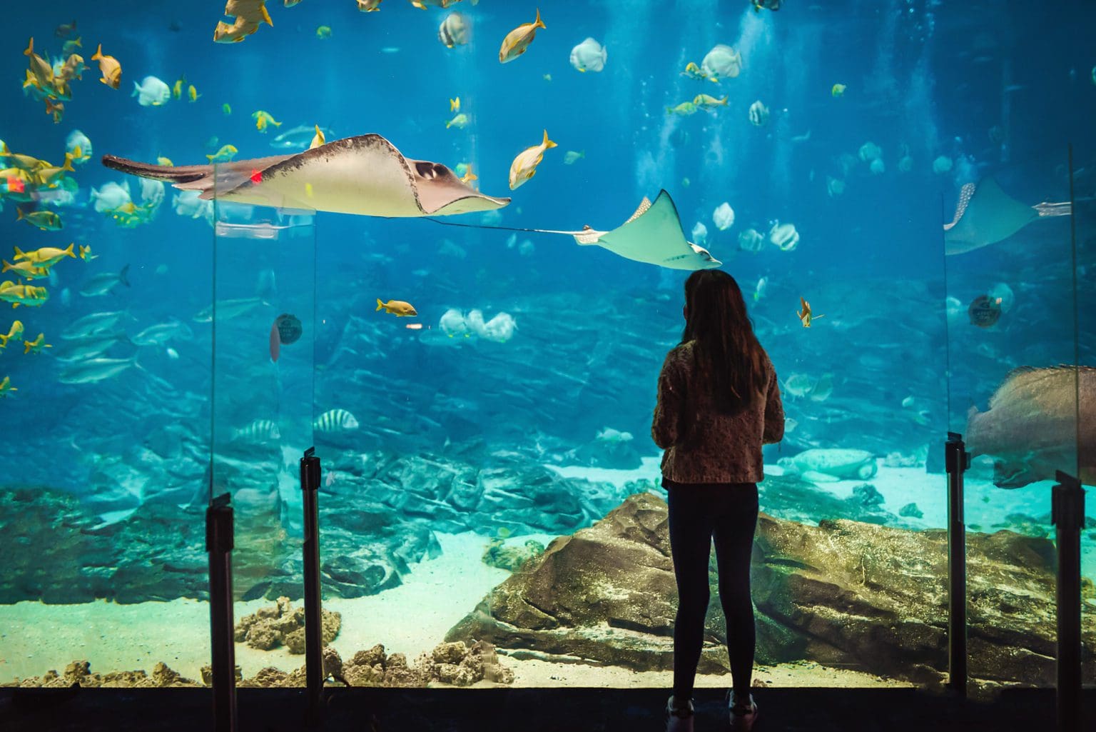 Guide To Visiting The Aquarium In Downtown Atlanta