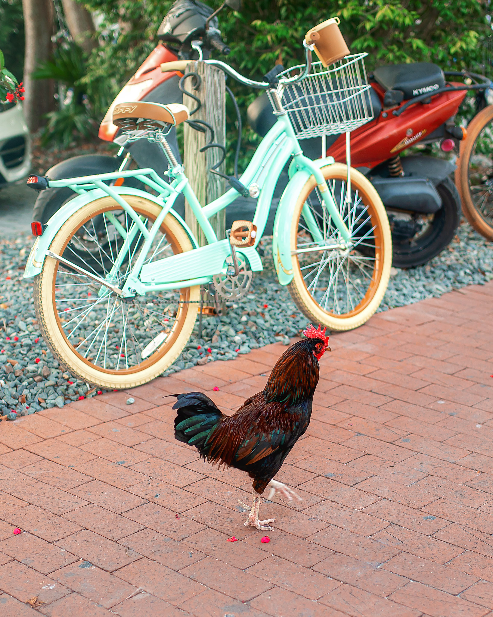 chickens in key west