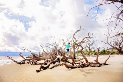 Driftwood Beach Jekyll Island