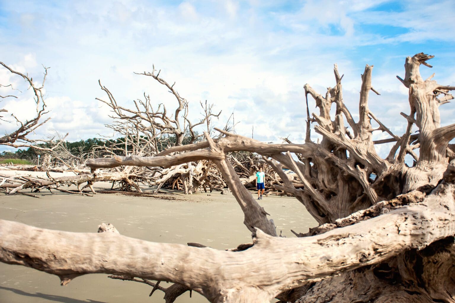 Exploring Driftwood Beach Jekyll Island, Georgia