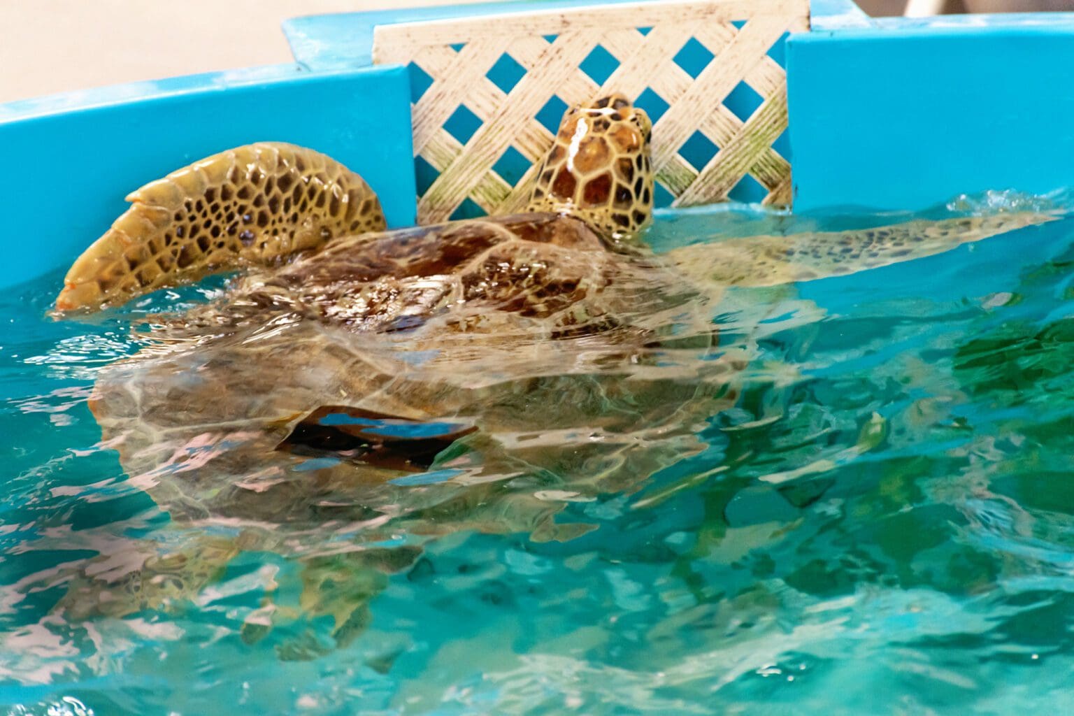 Visiting the Jekyll Island Sea Turtles at the Sea Turtle Center