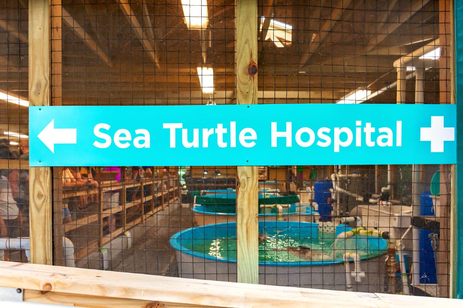 Visiting the Jekyll Island Sea Turtles at the Sea Turtle Center
