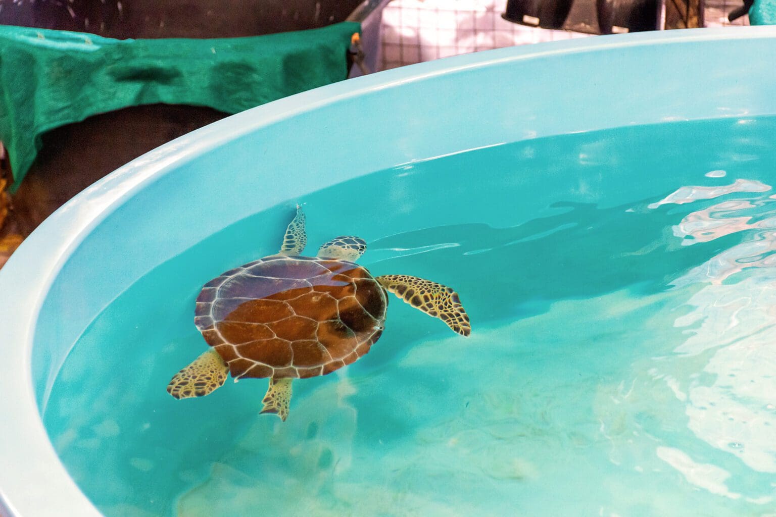 Visiting the Jekyll Island Sea Turtles at the Sea Turtle Center