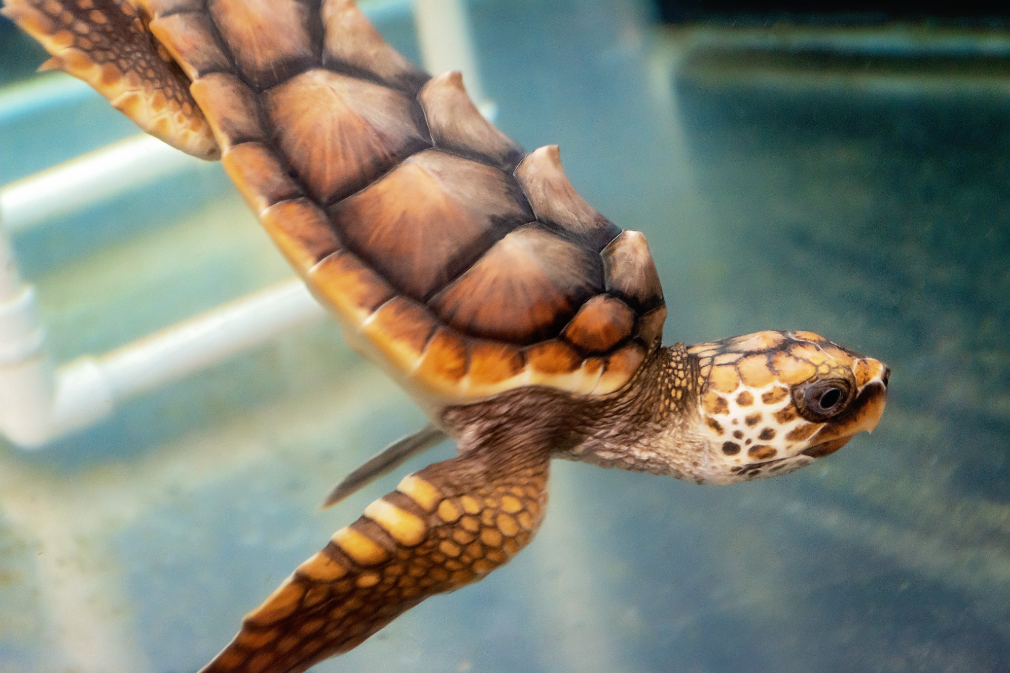 Georgia Sea Turtle Center Hydrapeak 40oz Handle – Jekyll Island Online Store
