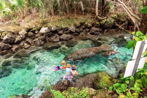 swim with manatees in crystal river