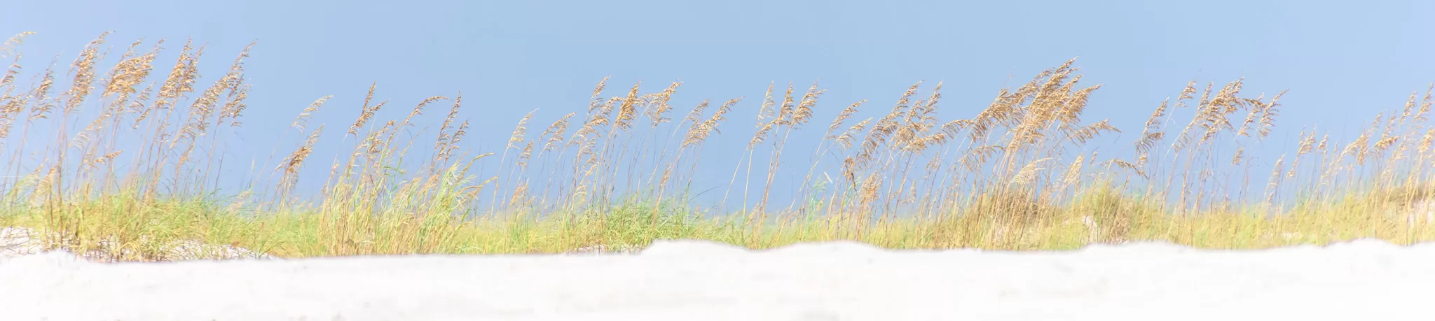 sea oats at Shell Island in Panama City Beach