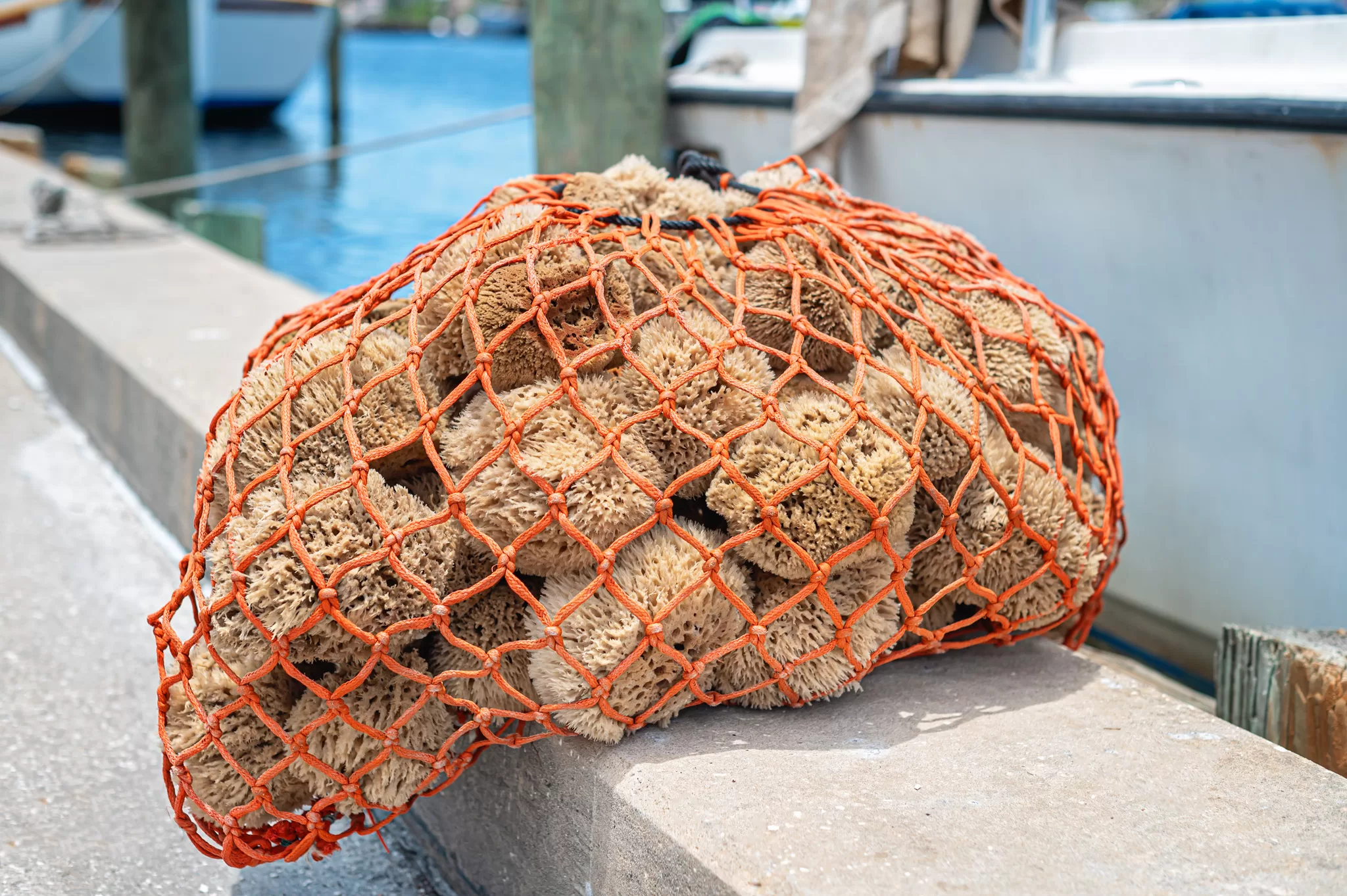 This image is for a blog post about Tarpon Springs Florida and shows a fresh net full of sea sponges that just cam off a greek boat.