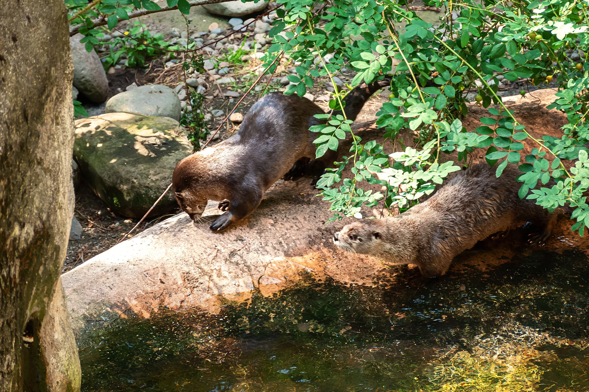 A river otter at Northwest Trek Wildlife Park