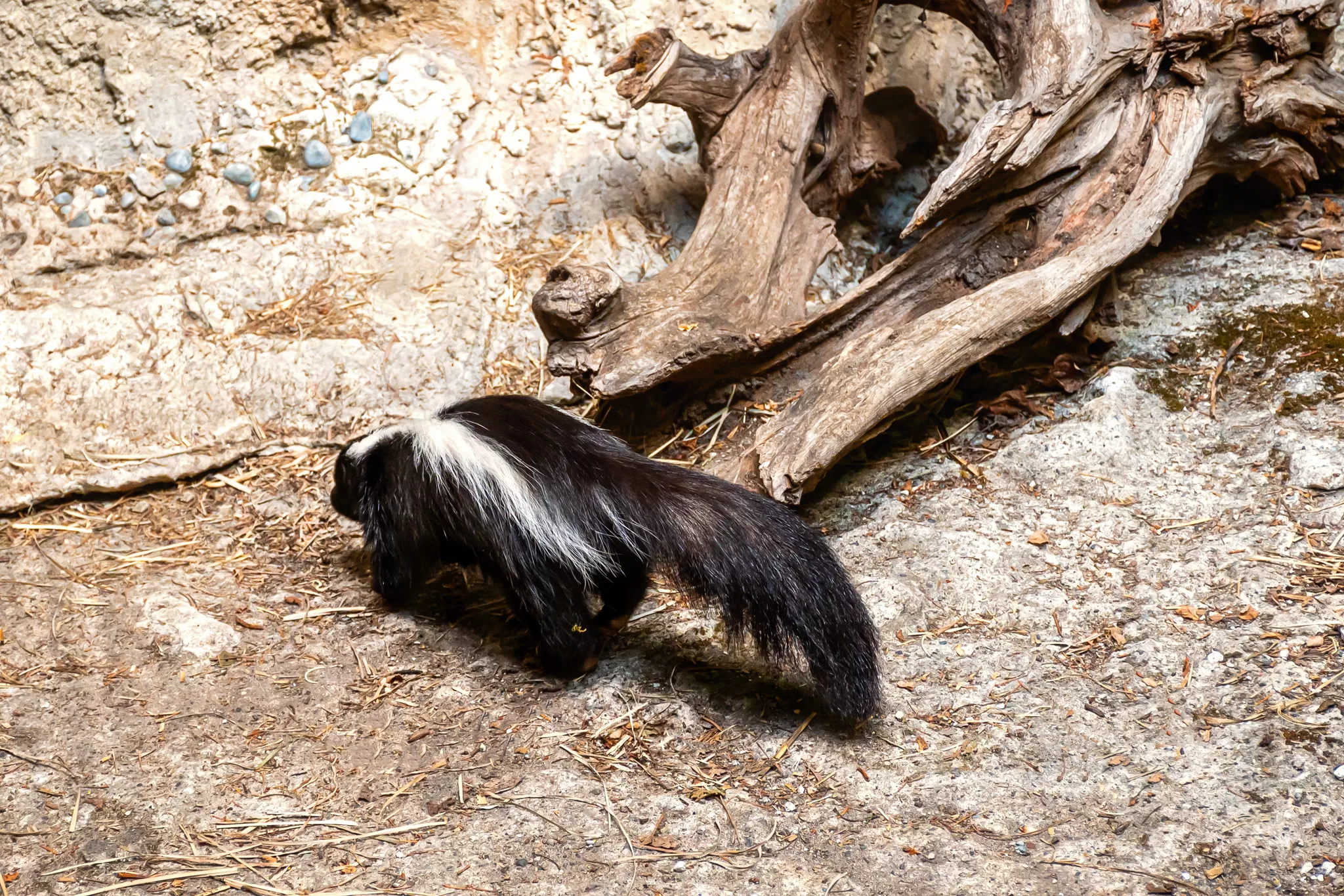 A skunk at Northwest Trek Wildlife Park