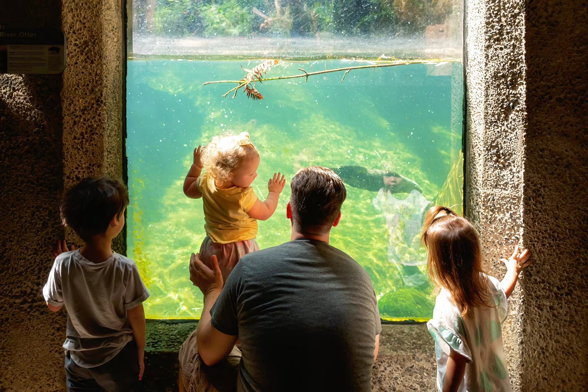 a dad and three kids looking into the river otter tank at Northwest Trek Wildlife Park
