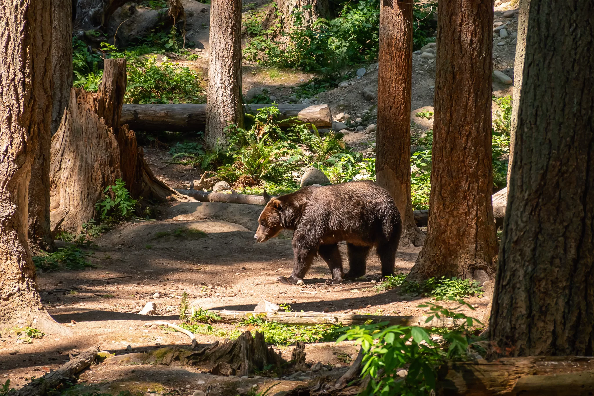 Northwest Trek Animals - Black Bear 