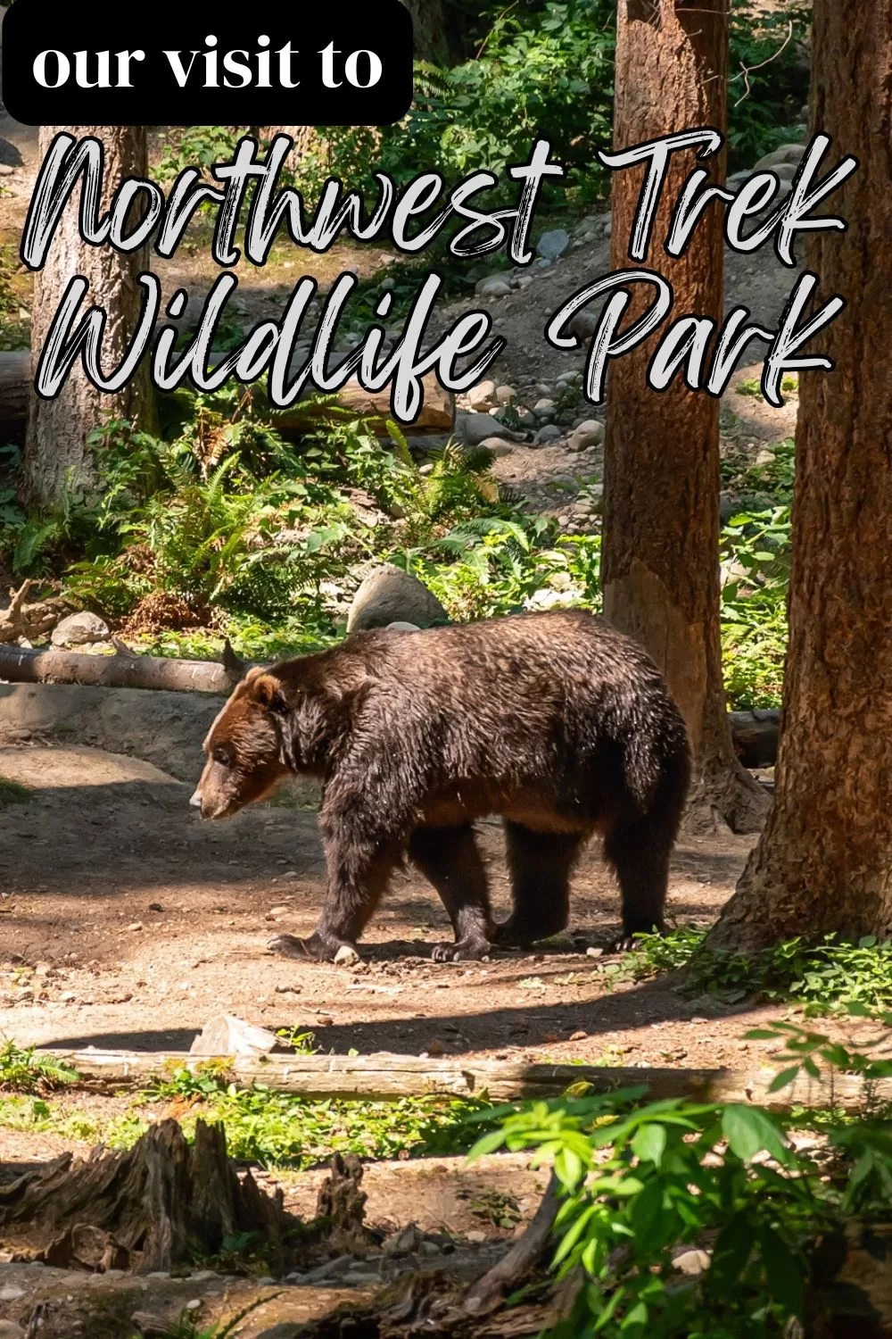 Grizzly Bear at Zoo near Puyallup Washington