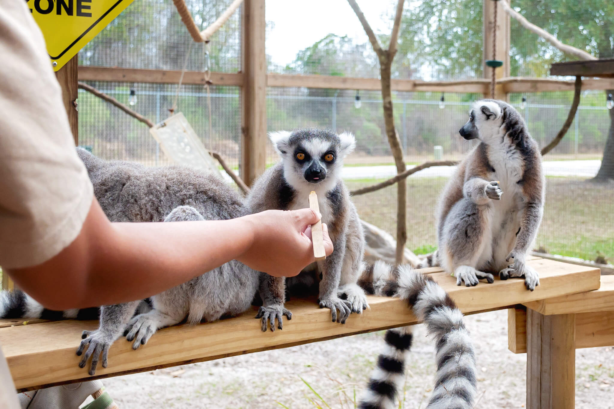 Alabama Gulf Coast Zoo Lemur Encounter