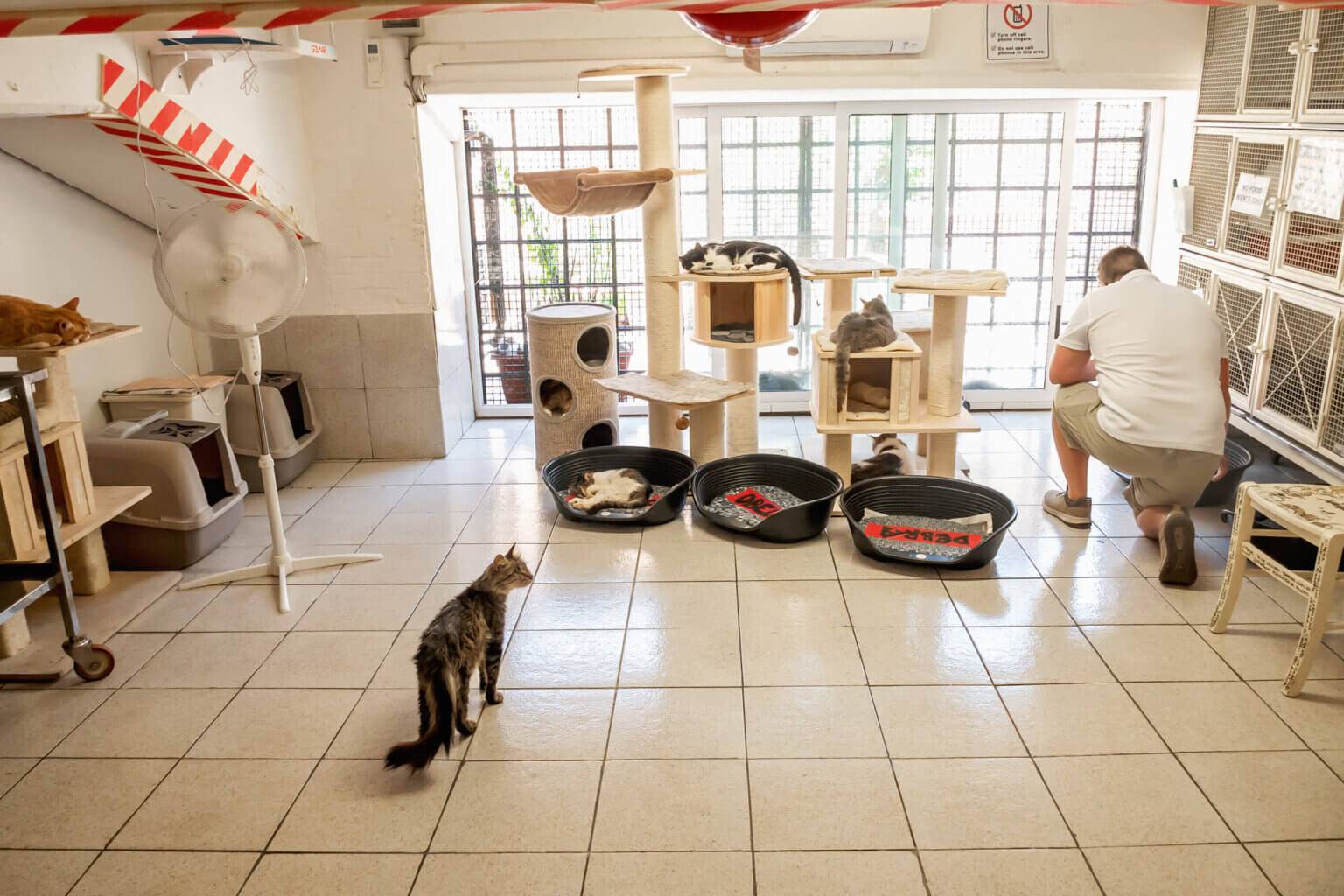 Why Are There Cats In Rome Living In Ancient Ruins?