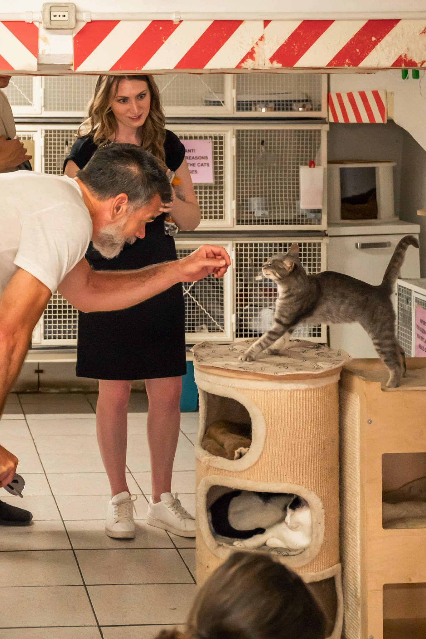 Tik Tok the cat at the Torre Argentina Cat Sanctuary in Rome