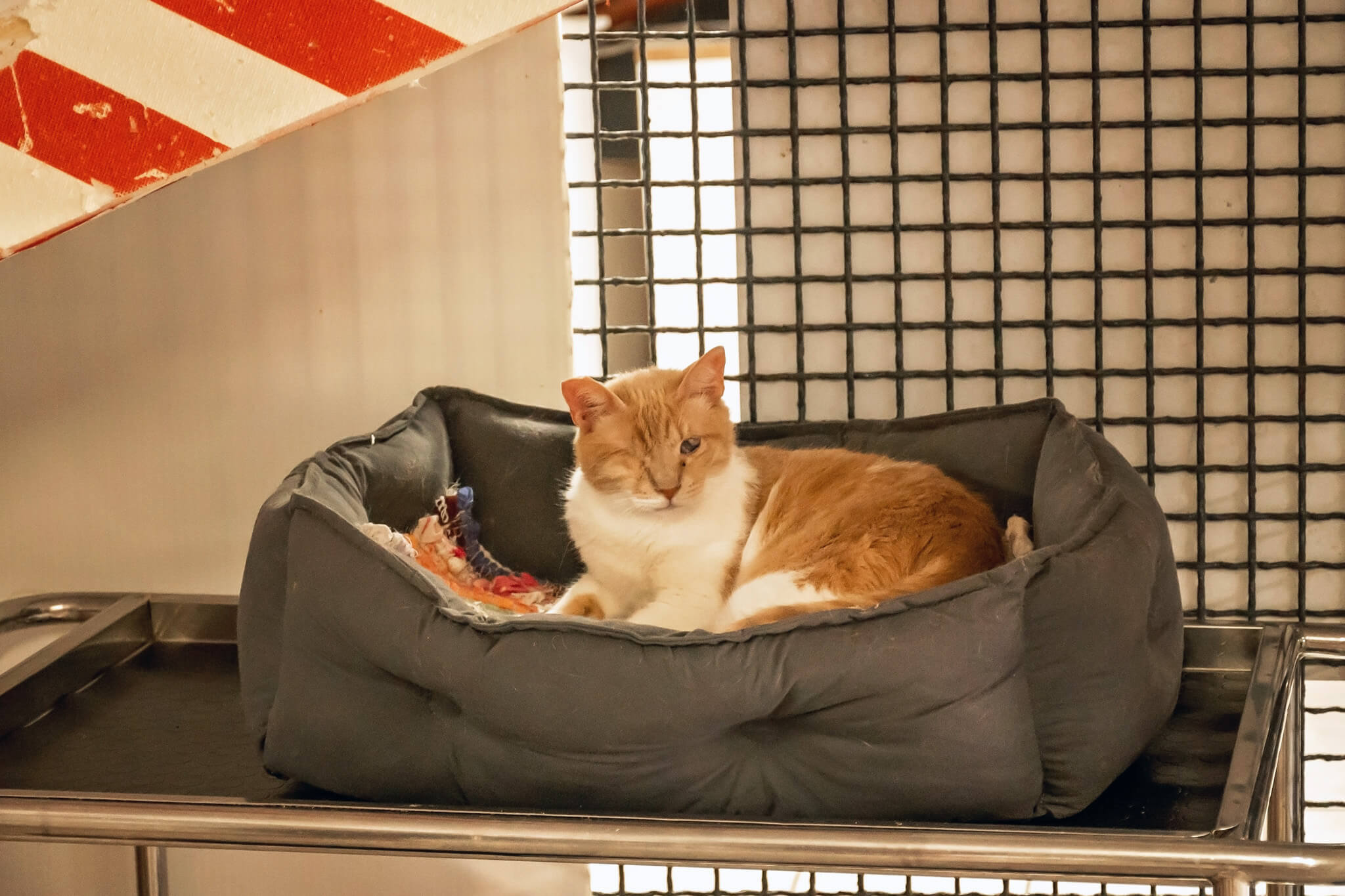 An orange cat with one eye at the Torre Argentina Cat Sanctuary in Rome