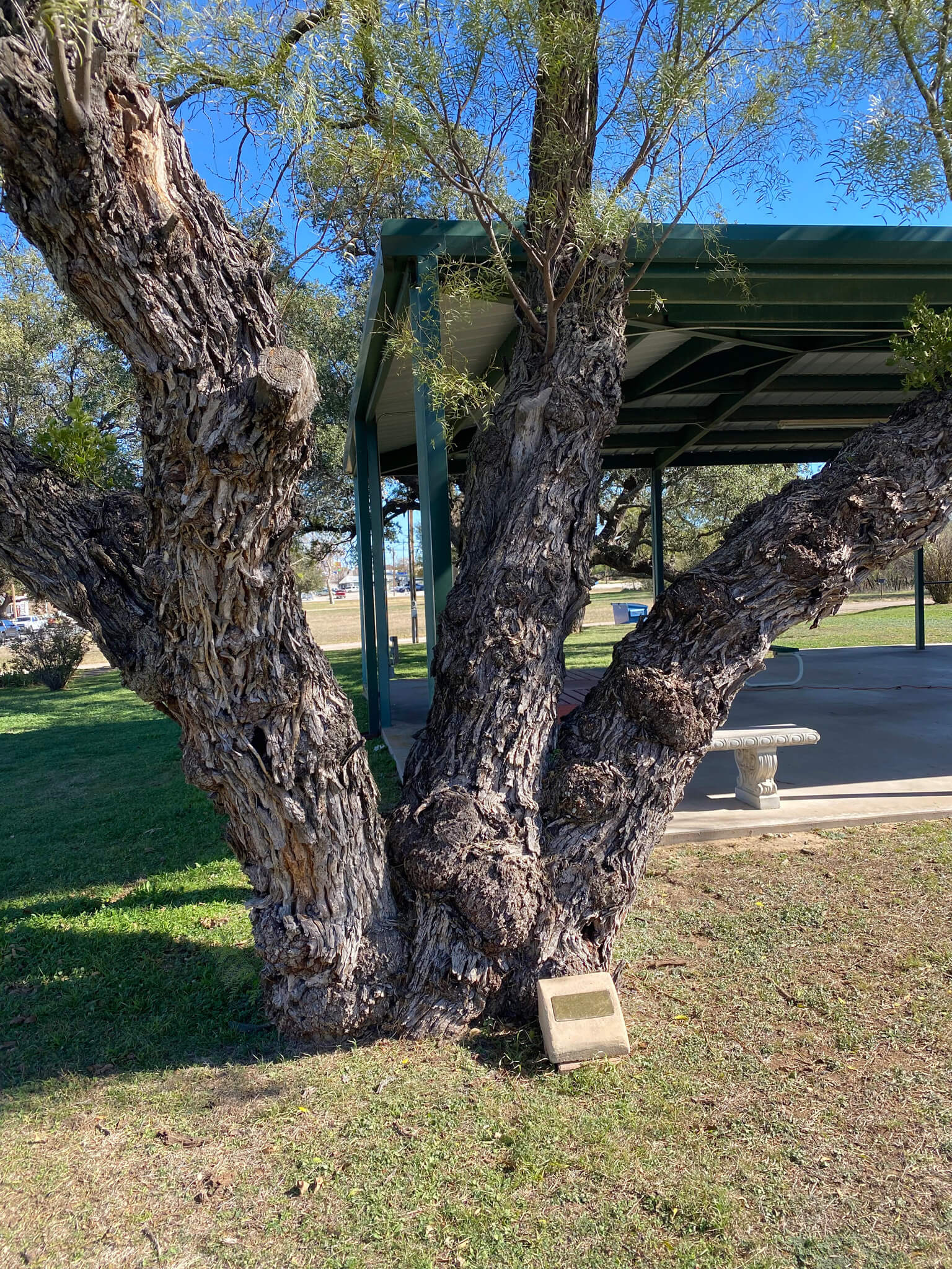 Robert E Howard Museum Tree