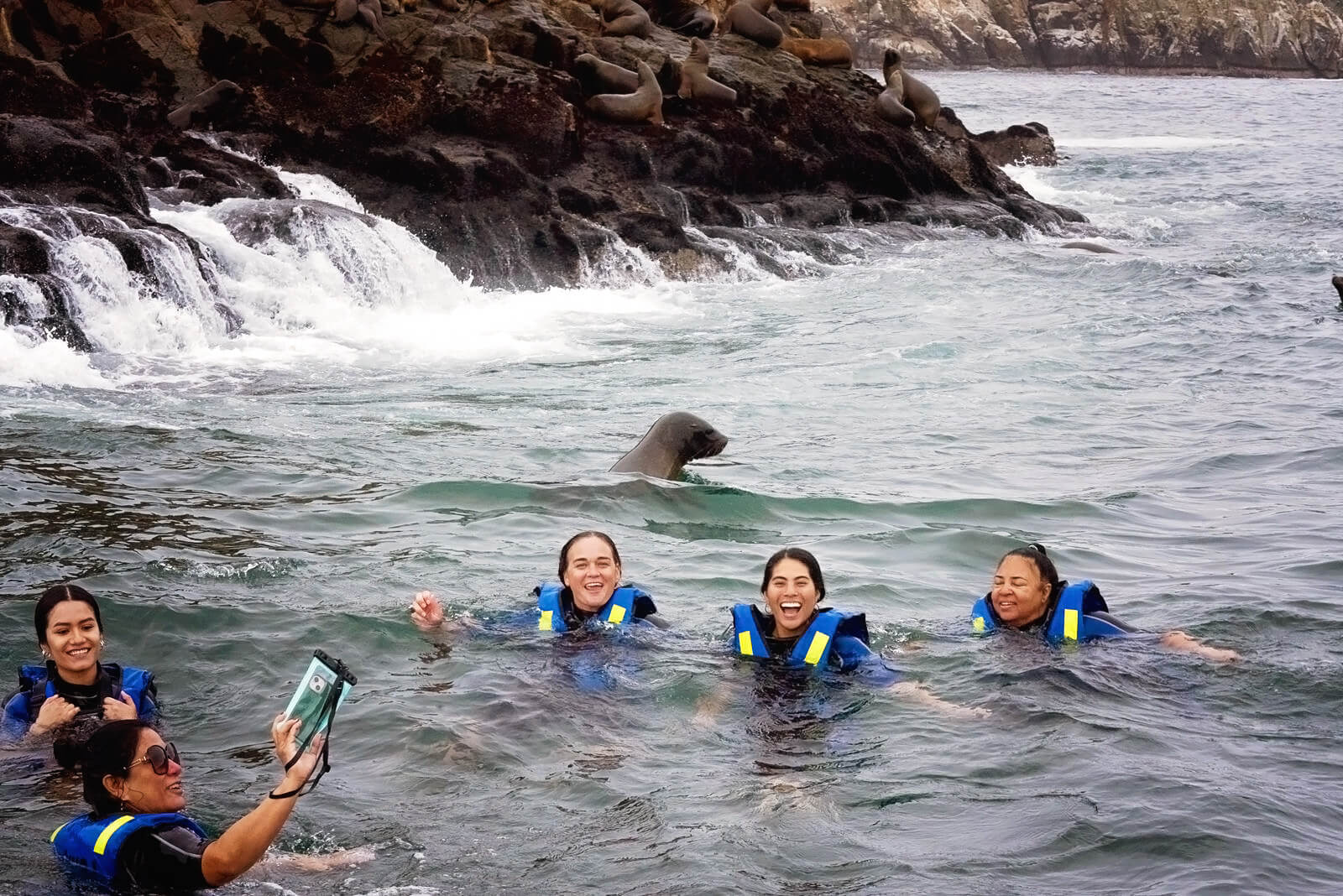 Sarah Sea Lion Swimming