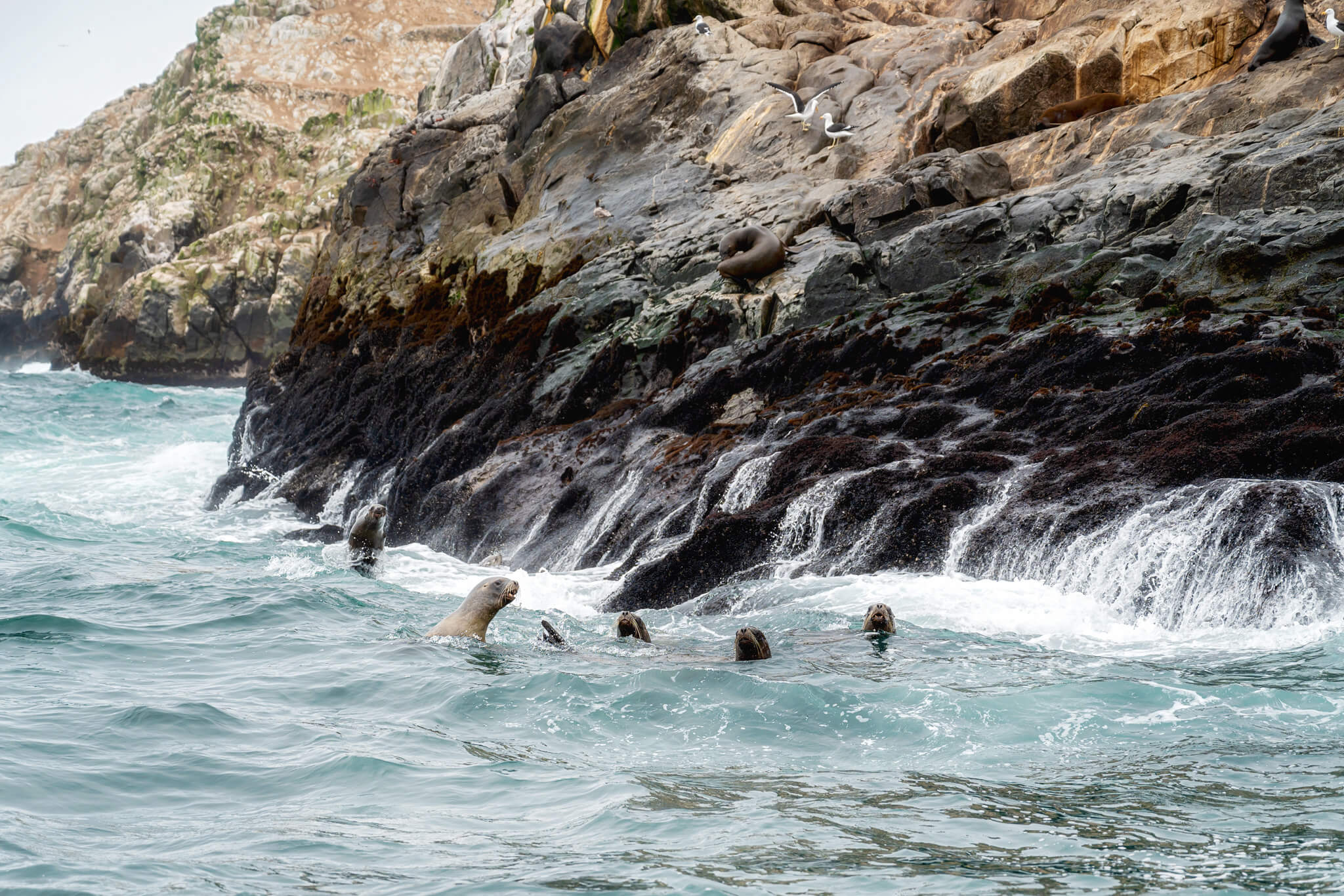 Swimming With Sea Lions Palomino Islands Peru