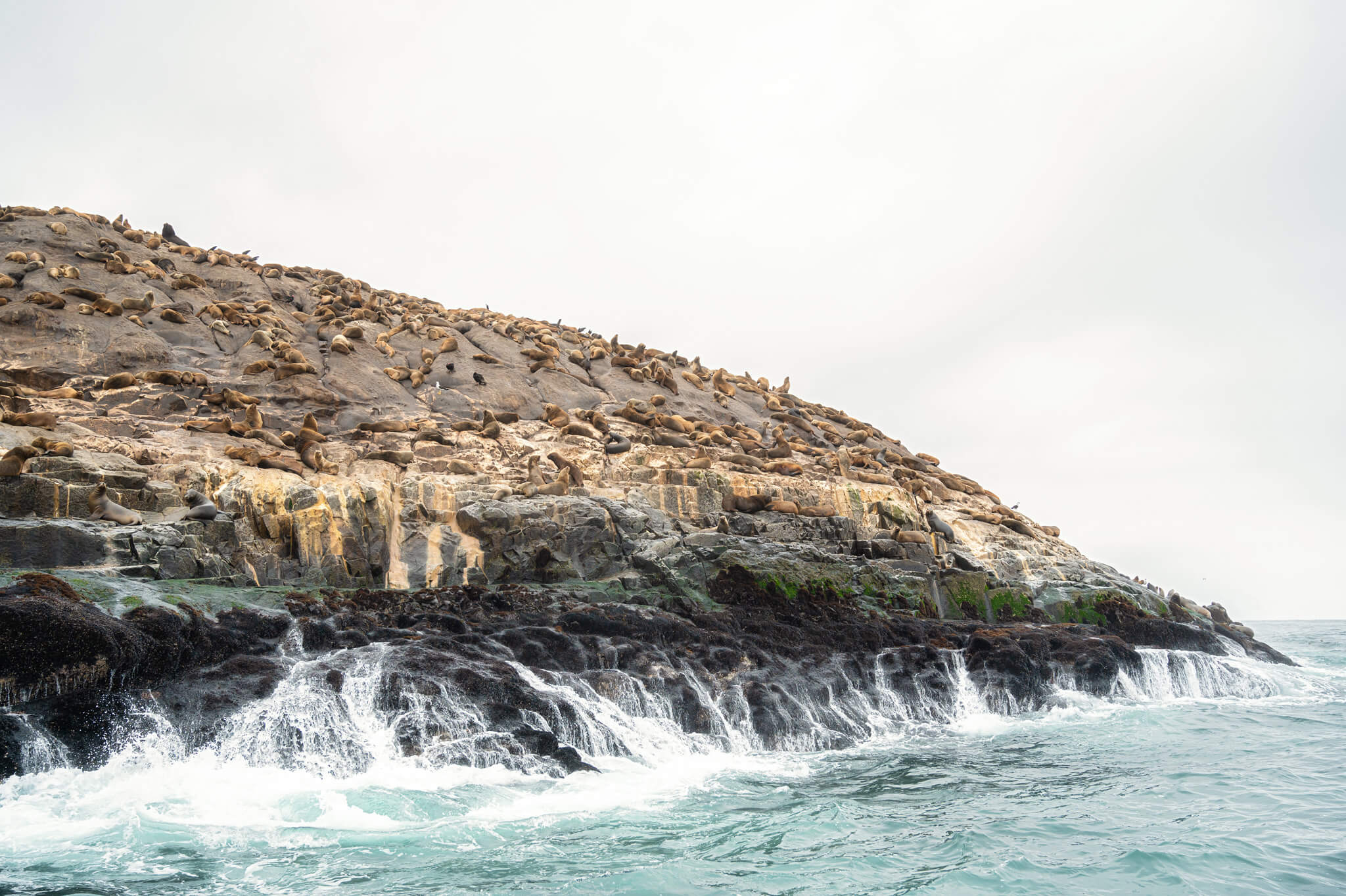 Swimming With Sea Lions Palomino Islands Peru