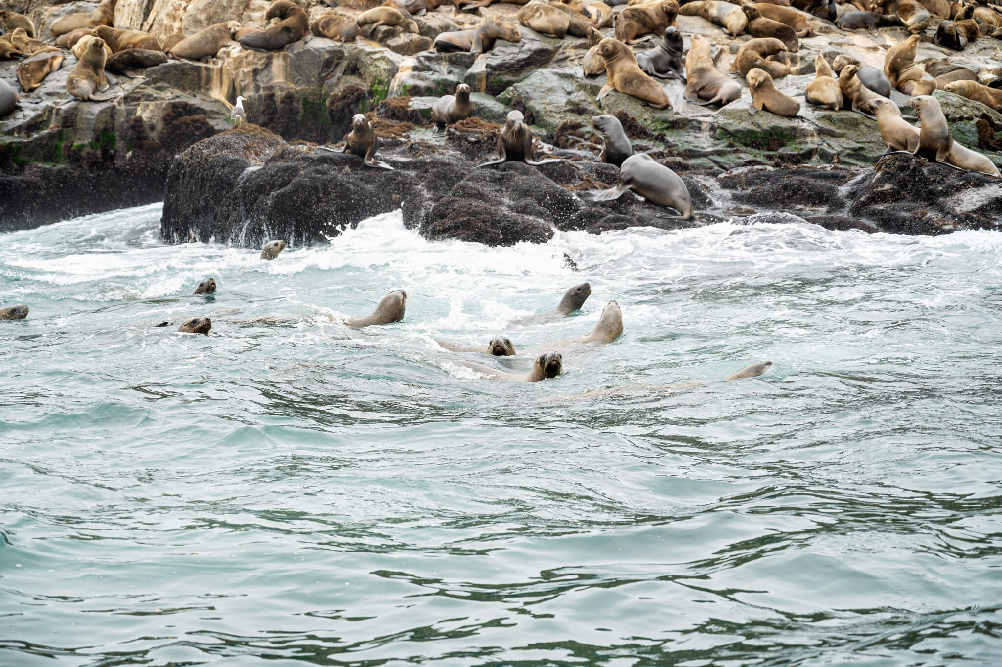 Swimming With Sea Lions Palomino Islands Peru