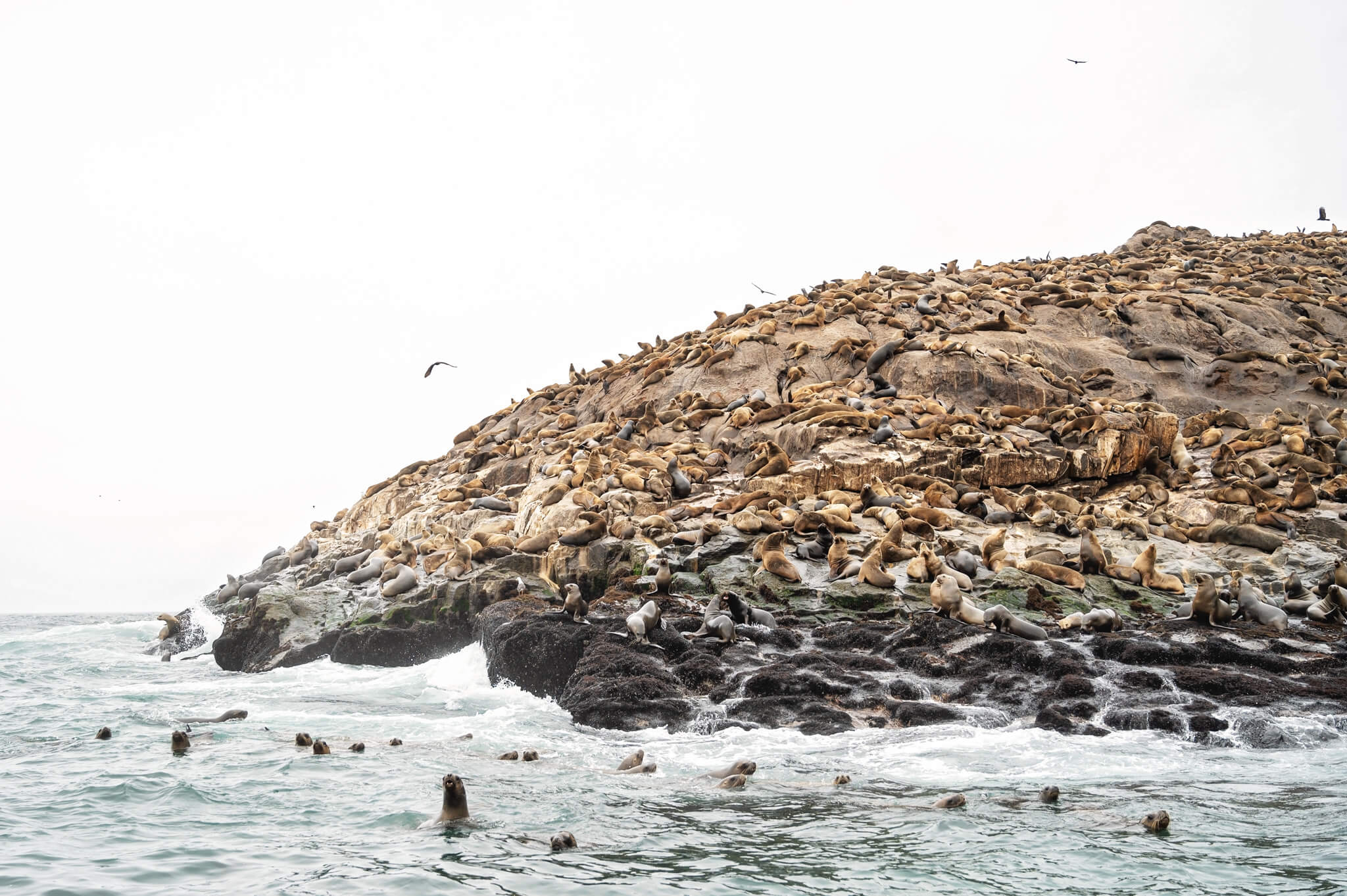 Swimming With Sea Lions Palomino Islands Peru