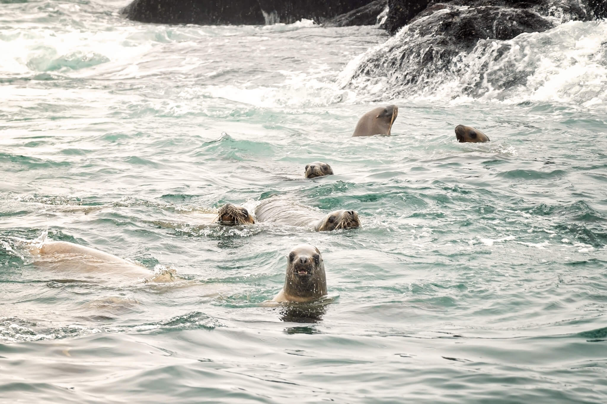 Swimming With Sea Lions Palomino Islands Peru